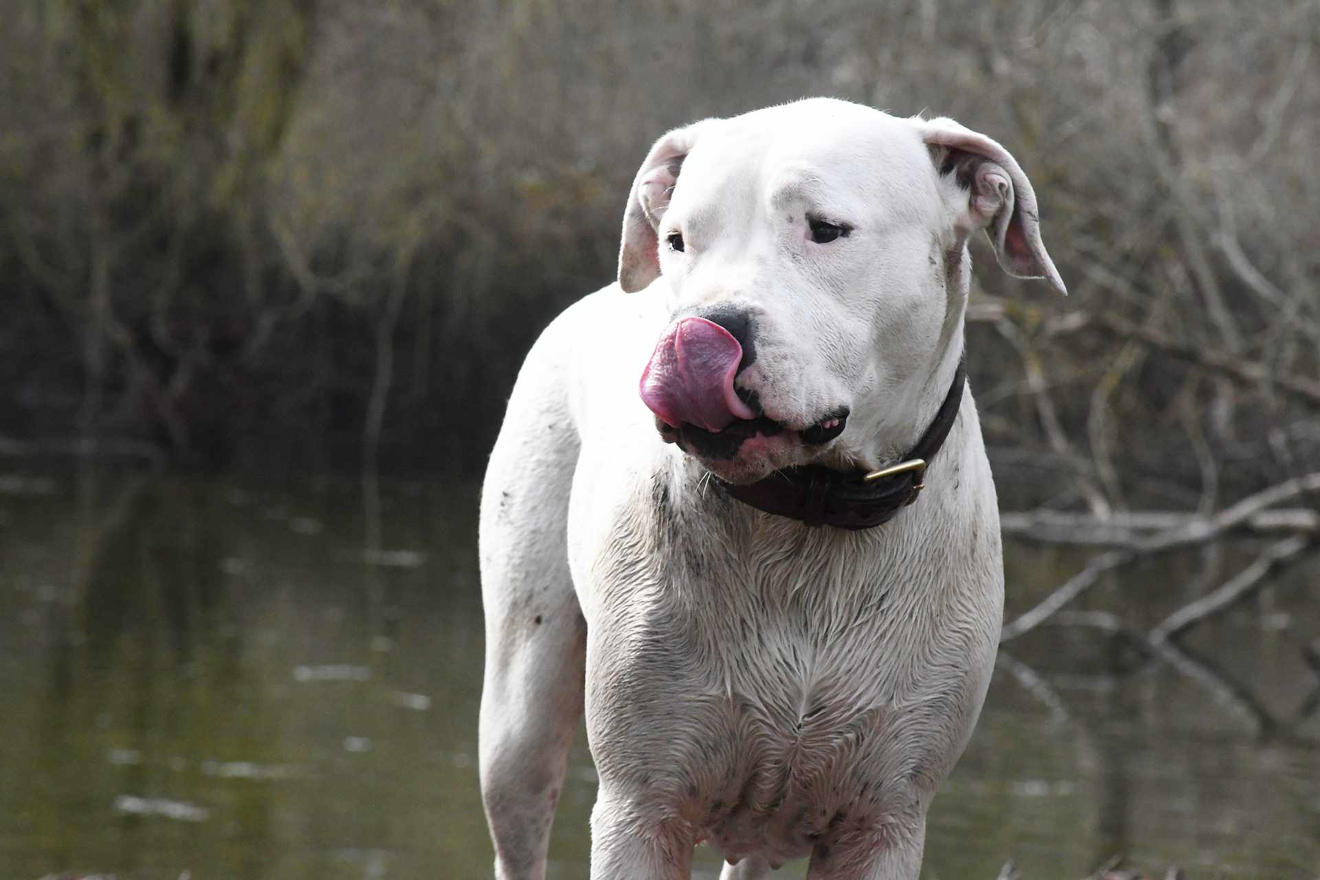 Biały pies rasy Dogo Argentino stoi nad brzegiem wody, oblizując się, z różowym językiem