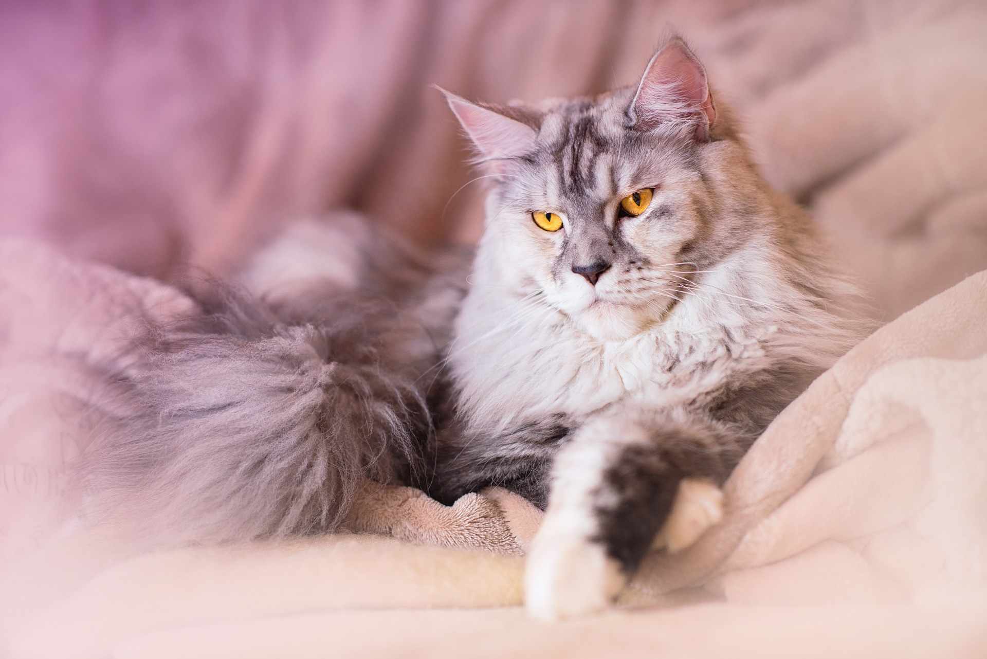 Szary kot rasy Maine Coon wyleguje się na miękkim beżowym kocu