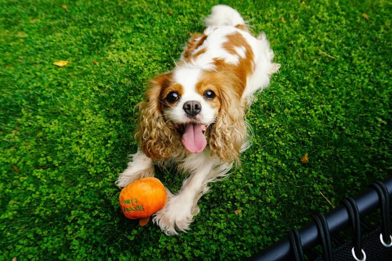 Read more about the article Cavalier King Charles Spaniel – Wszelkie informacje, które musisz znać