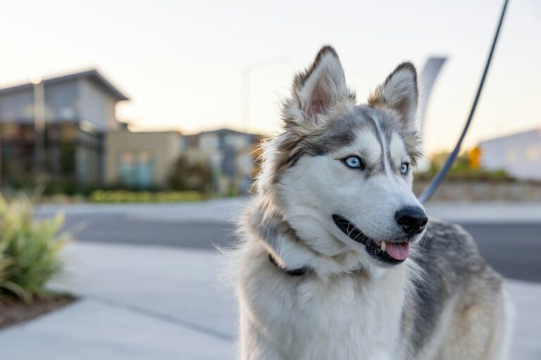 Read more about the article Husky Syberyjski – Opis Rasy, Charakter, Pielęgnacja i Zdrowie