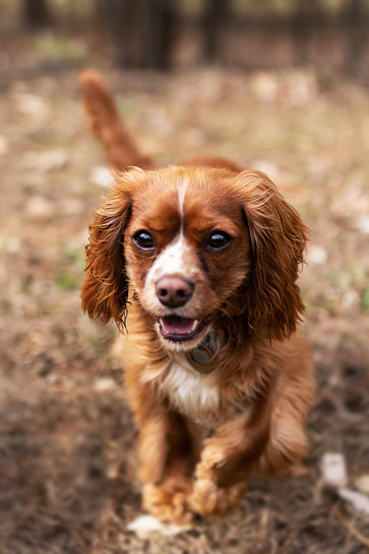 Młody Cavalier King Charles Spaniel o brązowej sierści z białymi akcentami