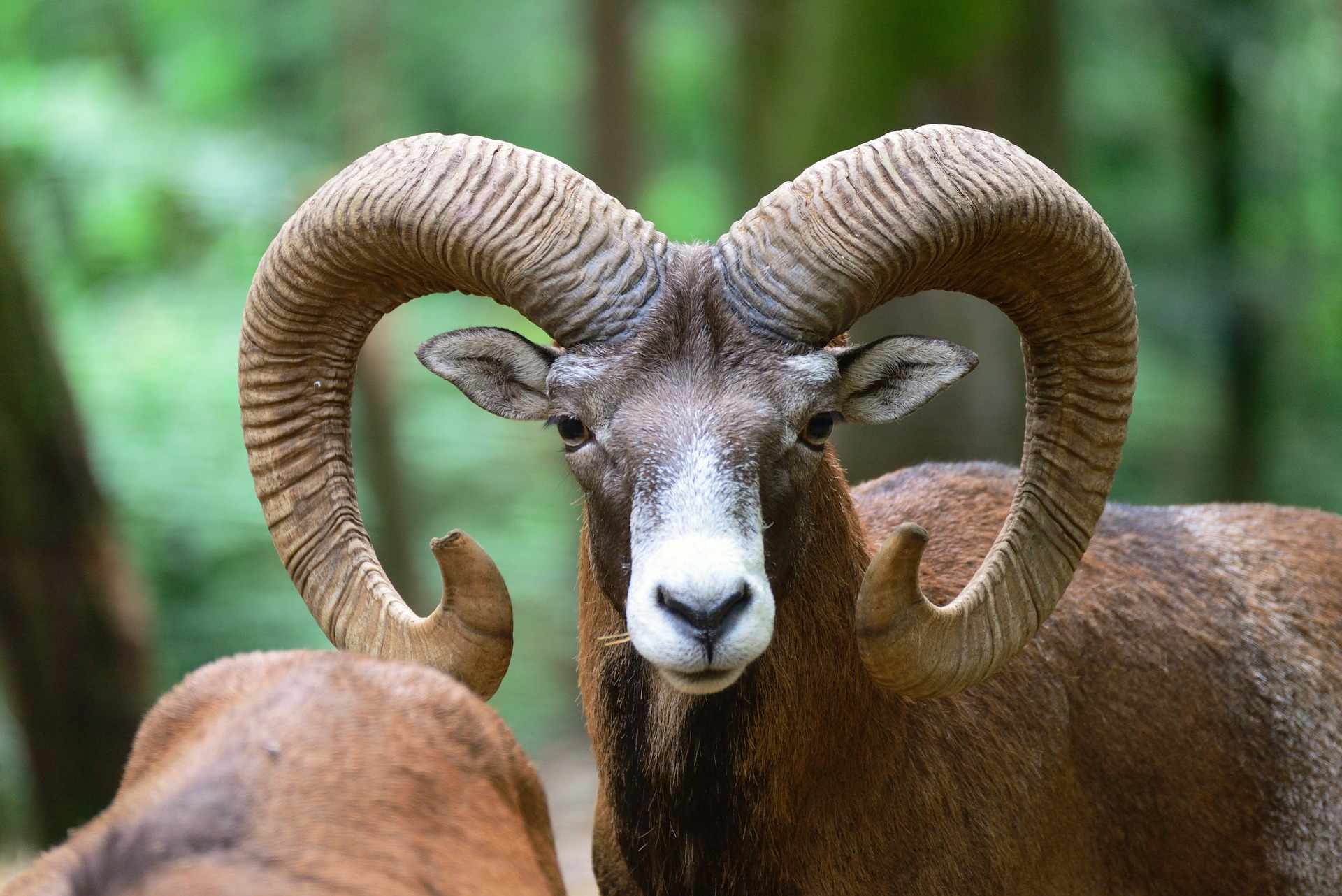 muflon ciekawostka