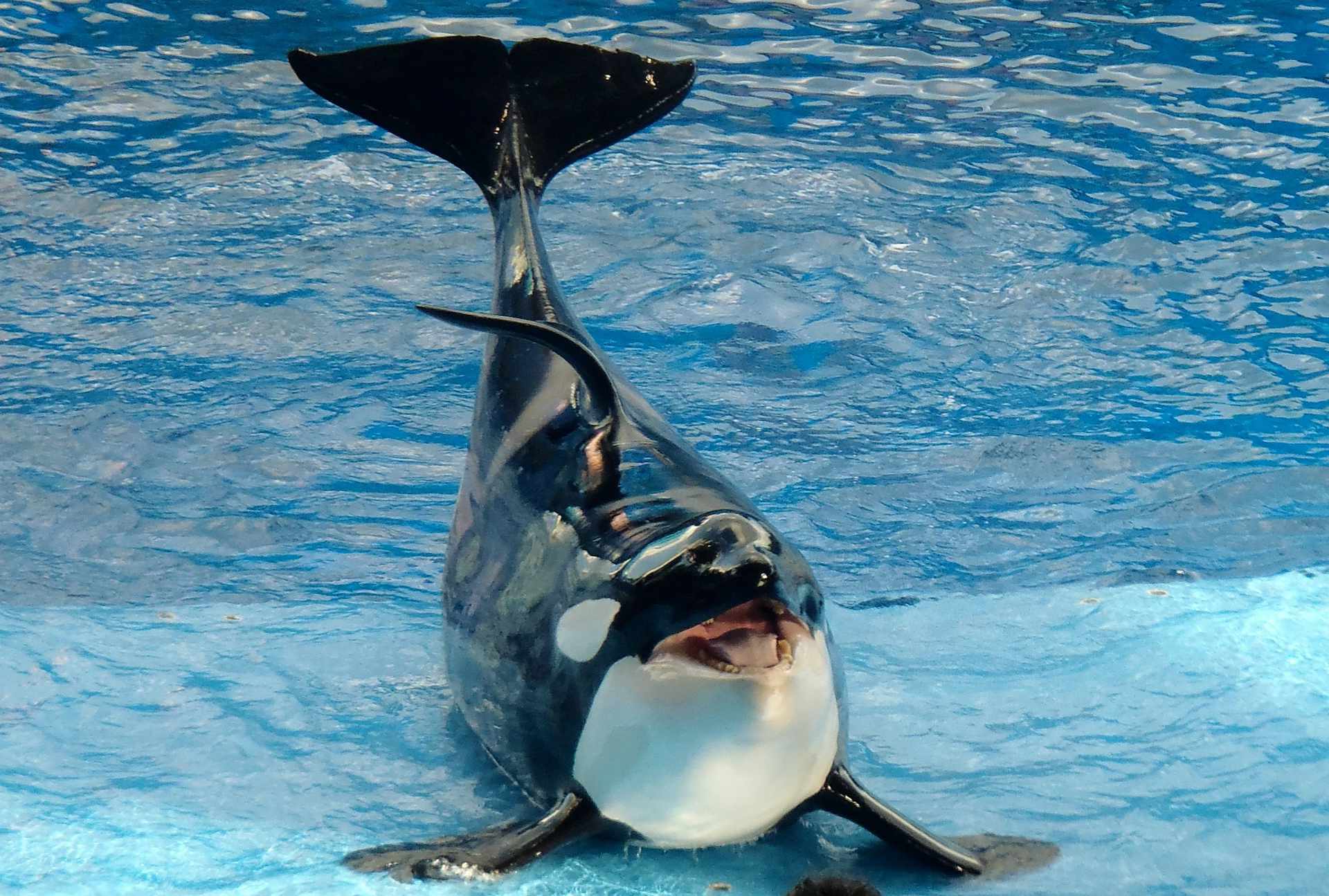orka 452134