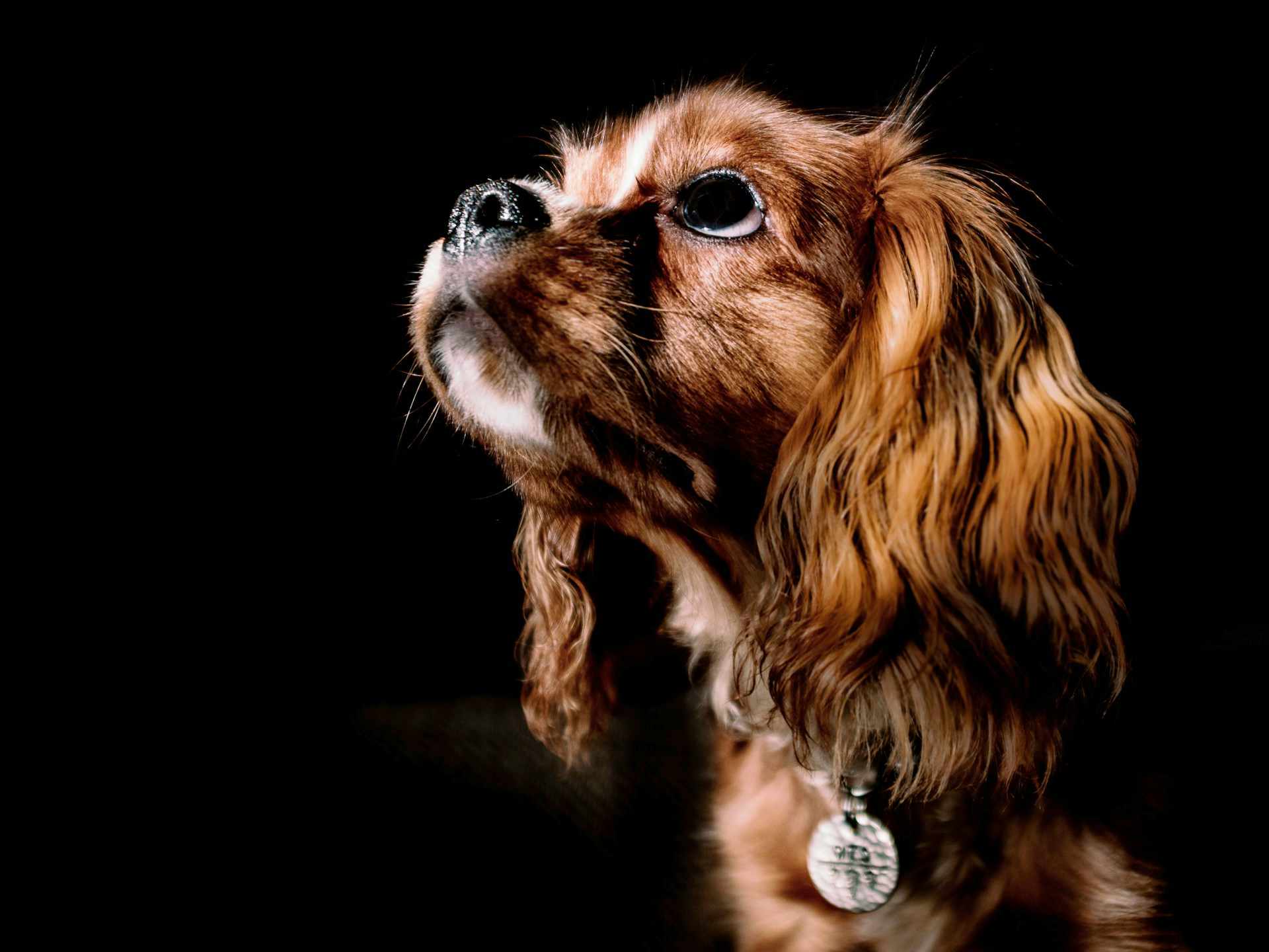 Portret Cavalier King Charles Spaniela o ciemnym umaszczeniu, patrzącego w górę na tle czerni, z delikatnym światłem podkreślającym detale jego sierści i medalion na obroży