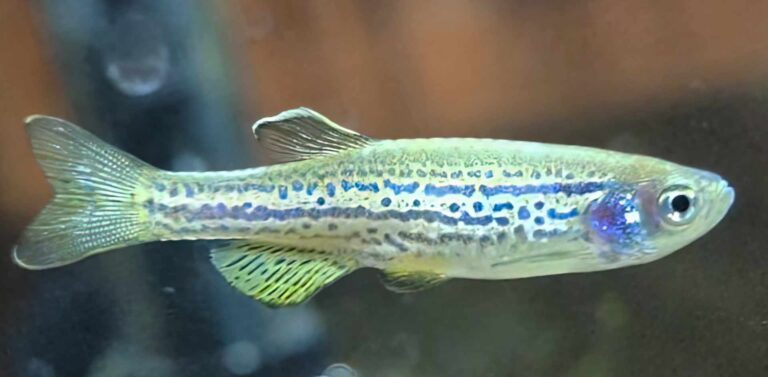 Read more about the article Danio ryba: Jak rozmnażać i jakie mają wymagania?