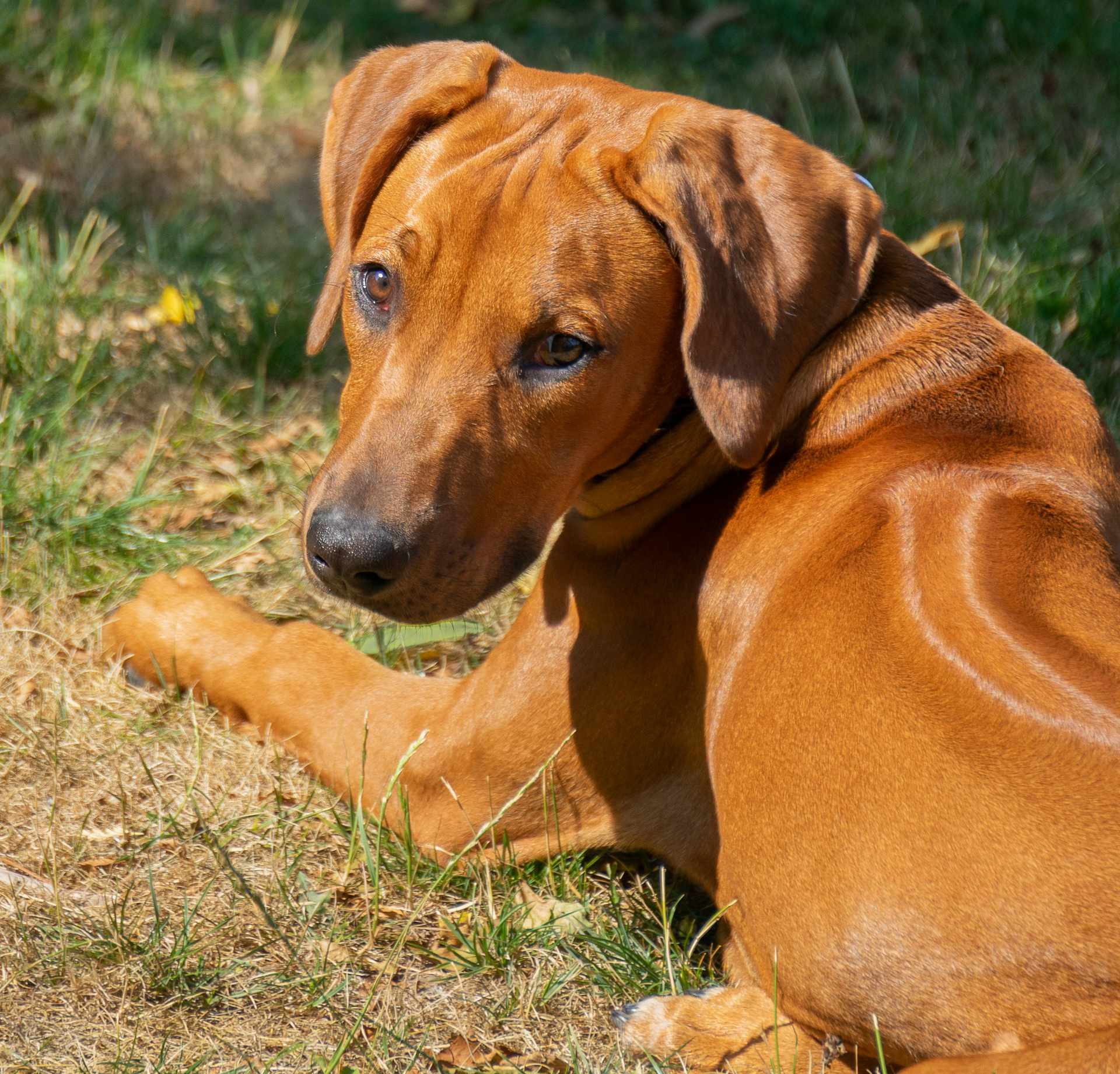 Rhodesian Ridgeback 46463