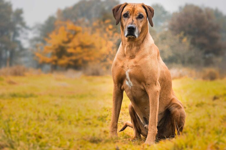 Read more about the article Rhodesian Ridgeback: Opis rasy i cechy charakteru