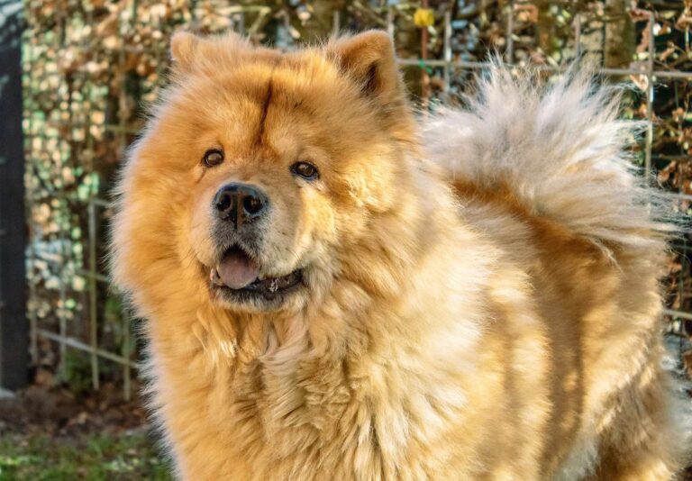 Read more about the article Chow Chow: Kompletny przewodnik po rasie