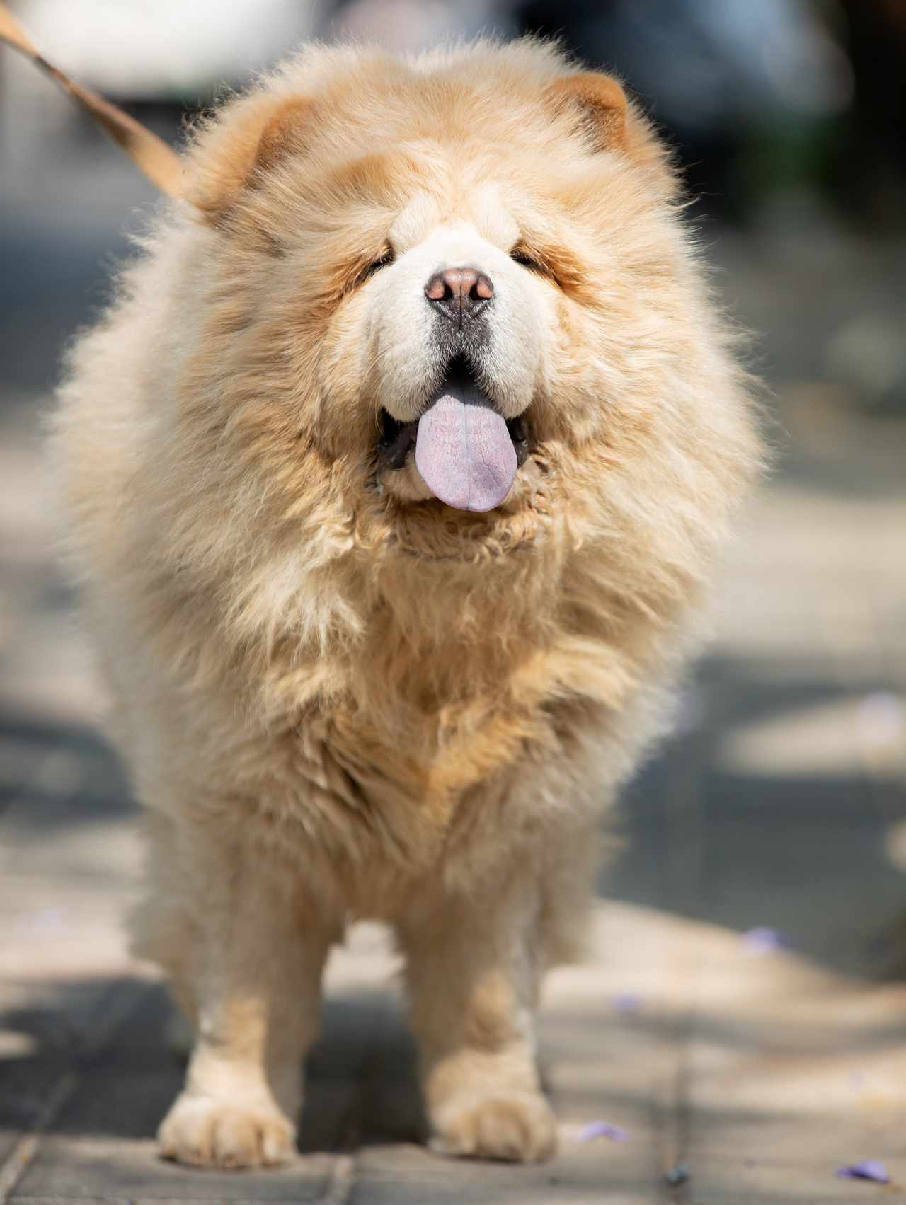 chow-chow 423