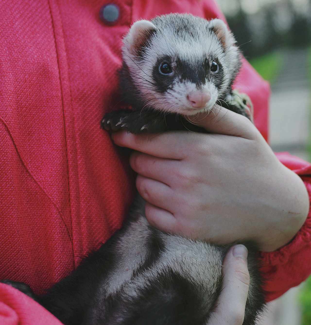 ssak na rękach